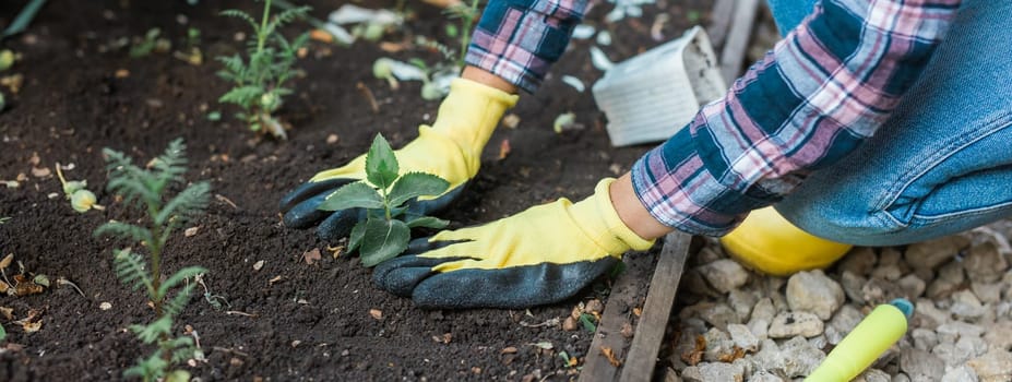 Hand of woman gardener in gloves holds seedling of small apple tree in her hands preparing to plant it in the ground. Tree planting