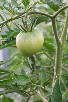 Unripe green tomato growing on bush in the garden. Cultivation of tomatoes in a greenhouse.