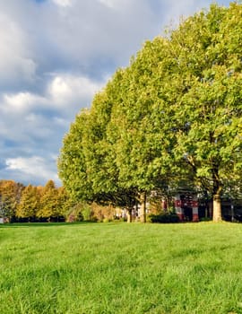 Recreation area in a park. Green lawn and trees with large, overgrown crown.