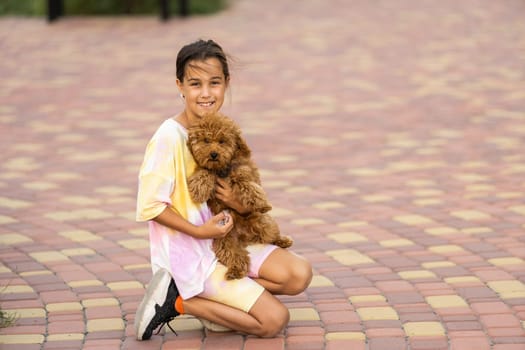 a little girl with Adorable Maltese and Poodle mix Puppy or Maltipoo dog.