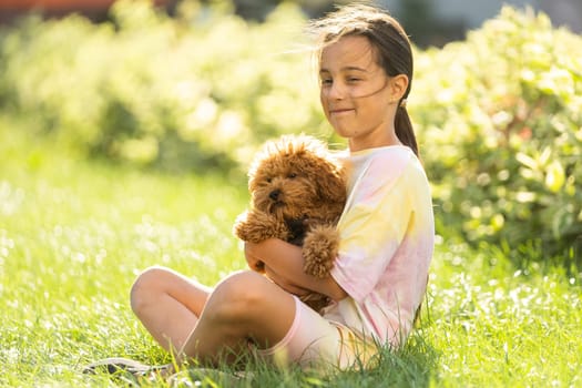 a little girl with Adorable Maltese and Poodle mix Puppy or Maltipoo dog.