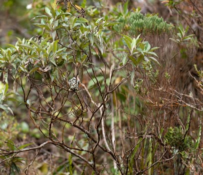 Close-up of a hummingbird's nest on a branch with the bird incubating eggs, surrounded by branches.