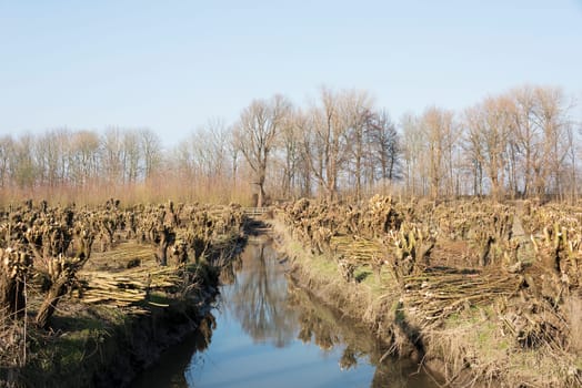 nature area in holland with willows wooden bridge and small river