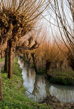 Pollard willows in de rhoonse grienden in Holland ,used for the production of willow wood for fences and furniture