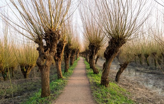 Pollard willows in de rhoonse grienden in Holland ,used for the production of willow wood for fences and furniture