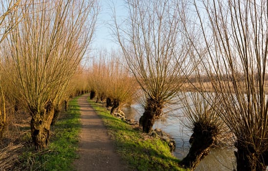 Pollard willows in de rhoonse grienden in Holland ,used for the production of willow wood for fences and furniture