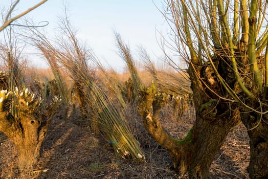 Pollard willows in de rhoonse grienden in Holland ,cut and used for the production of willow wood for fences and furniture