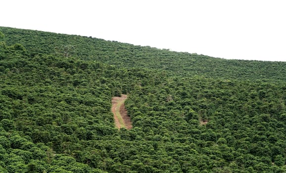 Explore the breathtaking view of a coffee plantation with vibrant green leaves, rich soil, and an open path leading to the top of a steep mountain. Perfect for a tropical escape.