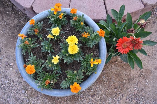 Potted Marigold and Red Daisy Flowers in Bloom, Arizona Gardening. High quality photo