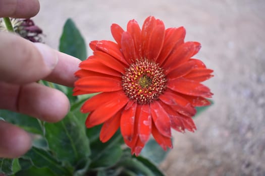 Hand Near Red Daisy Flower, Arizona Gardening. High quality photo