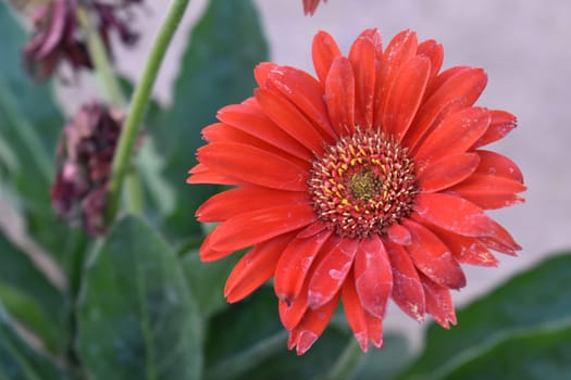 One Beautiful Red Daisy Flower, Arizona Gardening. High quality photo