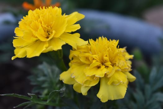 Yellow Marigold Flowers in Bloom, Arizona Gardening. High quality photo