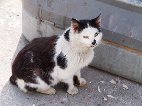 sick scratched homeless black and white cat on the street close-up