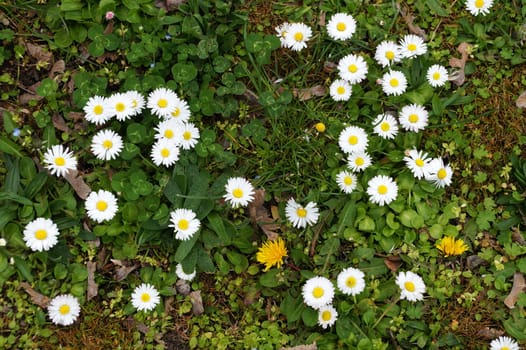 white daisy flowers on a green lawn close up