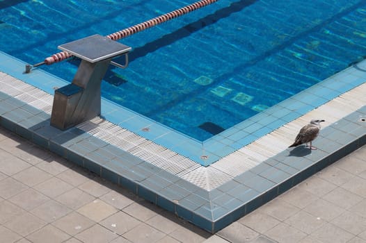 outdoor swimming pool corner with jumping board close-up