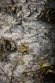 Closeup of white birch bark texture. Suitable for abstract background. Tree with moss on the trunk, macro.