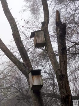 birdhouses on a tree in a gloomy foggy forest.