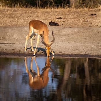 Impala (Aepyceros melampus) South Africa, Mpumalanga, Timbavati Nature Reserve