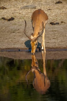 Impala (Aepyceros melampus) South Africa, Mpumalanga, Timbavati Nature Reserve