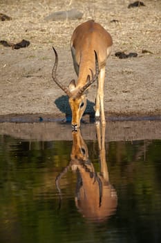 Impala (Aepyceros melampus) South Africa, Mpumalanga, Timbavati Nature Reserve