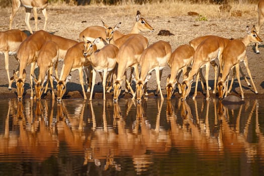 Impala (Aepyceros melampus) South Africa, Mpumalanga, Timbavati Nature Reserve