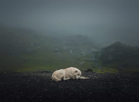 Moody and silent scene with a white, wolf like dog sleeping outdoors on the top of Transfagarasan mountain. Big shepherd hound in romania Carpathians, resting near the misty hills