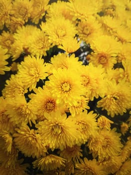 Yellow chrysanthemum flowers texture. Beautiful floral vertical background