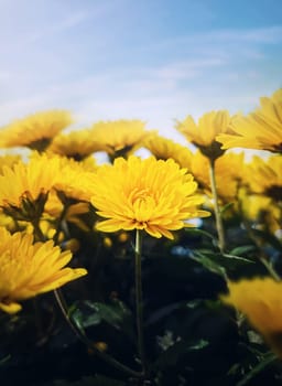 Closeup yellow chrysanthemum flowers in the field. Autumn season nature vertical background of exquisite blooming chrysanths