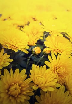 Yellow chrysanthemum flowers close up vertical background. Beautiful floral bouquet