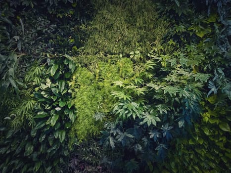 Tropical plants texture wall with many different vegetation leaves. Green wild herbs natural background. Fresh jungle foliage