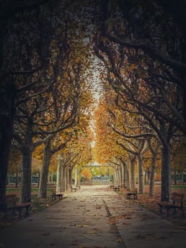Beautiful morning in the autumn park with golden alley of sycamore trees. Fall season scene 
