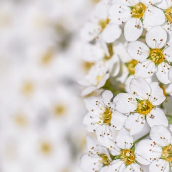 Thunberg Spirea, Spiraea Thunbergii, bush in blossom. Background of white flowers