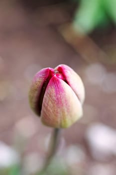 Closed tulip bud among green leaves close up