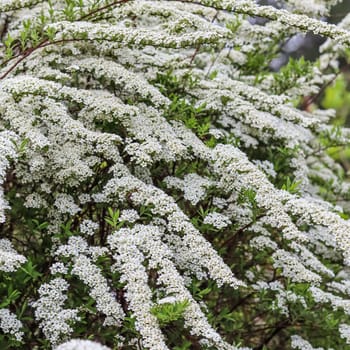 Thunberg Spirea, Spiraea Thunbergii, bush in blossom. Background of white flowers. Gardening concept