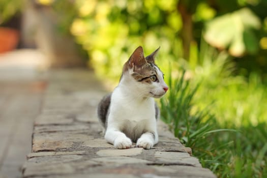 Small stray cat laying on brick pavement curb, park behind her.