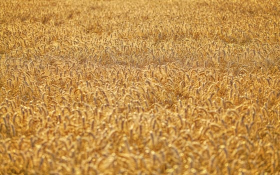 Afternoon sun lit wheat field - no sky / surroundings, abstract agriculture background.