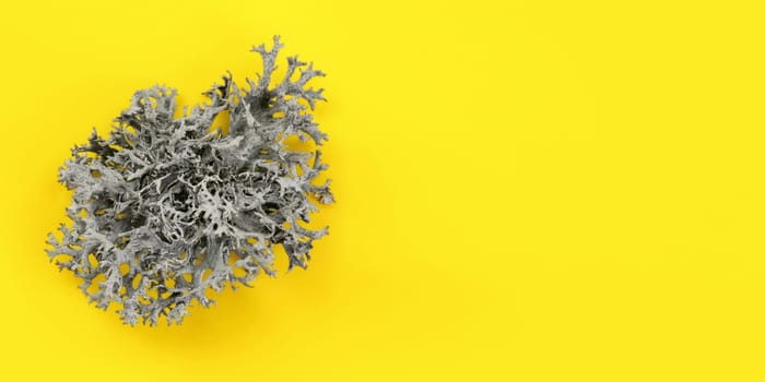 Detail of lichen (Cladonia rangiferina) structure on yellow board. Abstract organic background, space for text on right side.