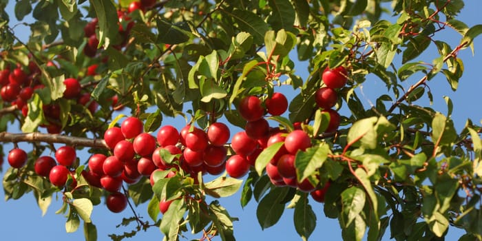 Red Mirabelle Plums / Prunes (Prunus domestica syriaca) growing on tree branches, lit by sun.