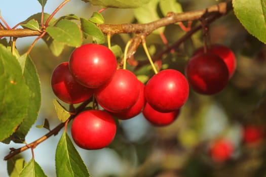 Closeup - red mirabelle plums (Prunus domestica syriaca) fruits on tree branch lit by afternoon sun.