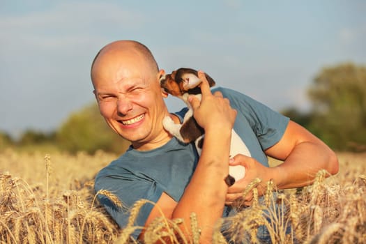 Young man in wheat field, afternoon light, holding Jack Russell terrier puppy on hands, moving head away, making a grimace, because dog is licking and chewing his ear.