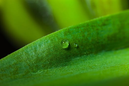 Drop water green leaf grass background light