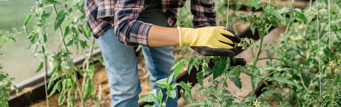 Happy gardener women in gloves and care tomatoes in . Gardening and floriculture.