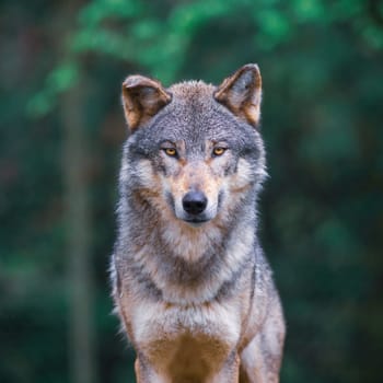Grey wolf (Canis Lupus) also known as Timber wolf, looking straight in the forest