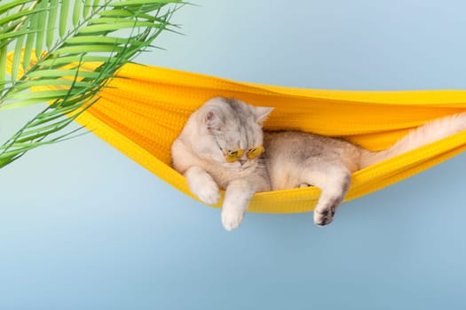 Beautiful white british cat in a yellow glasses sleeping on a yellow fabric hammock, on a light blue background, with leaves of a palm tree. Copy space