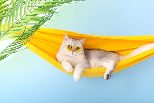 Cute white british cat in a yellow glasses resting on a yellow fabric hammock, on a light blue background, with leaves of a palm tree. Copy space