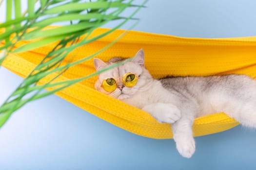 Beautiful white british cat in a yellow glasses resting on a yellow fabric hammock, on a light blue background, with leaves of a palm tree, looking at camera. Close up. Copy space