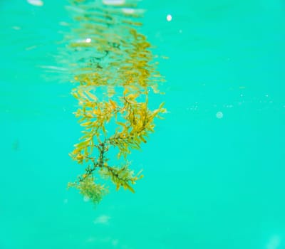 Closeup underwater shot of brown Sargassum algae floating at surface of shallow tropical sea.