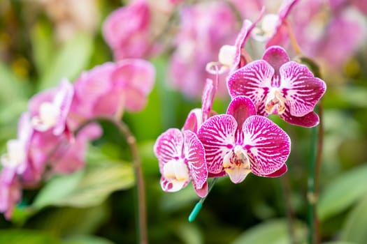 Beautiful pink blooming orchid flowers in macro.