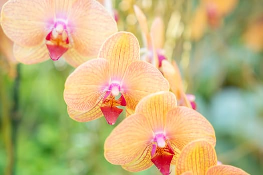 Beautifully blooming ocean orchid