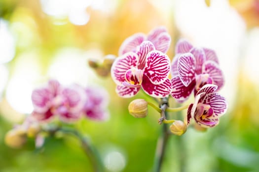 Beautiful pink orchid flower, blurred background with sunlight.
